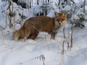 lis, lisek, zwierzę, ranny, wnyki, beznogi, las, mazury