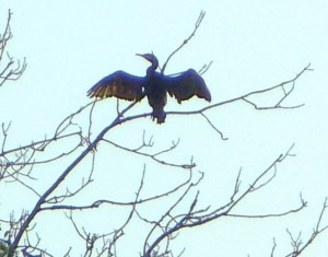 Prostujący skrzydła kormoran