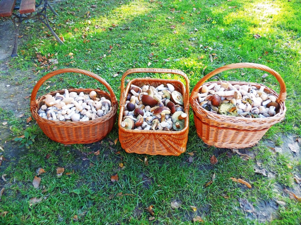 Koszyki pełne grzybów